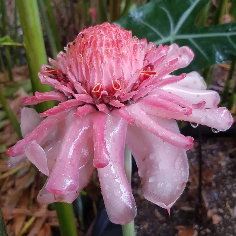 Pink Torch Ginger Flower seeds for Planting - Colorful Display, Heirloom & GMO Free Seeds for Home Garden