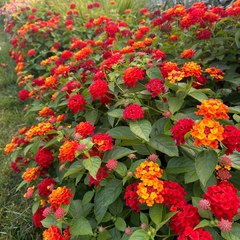 Mixed Lantana Camara Flower seeds for Planting - Garden Favorite, Heirloom & GMO Free Seeds for Home Garden
