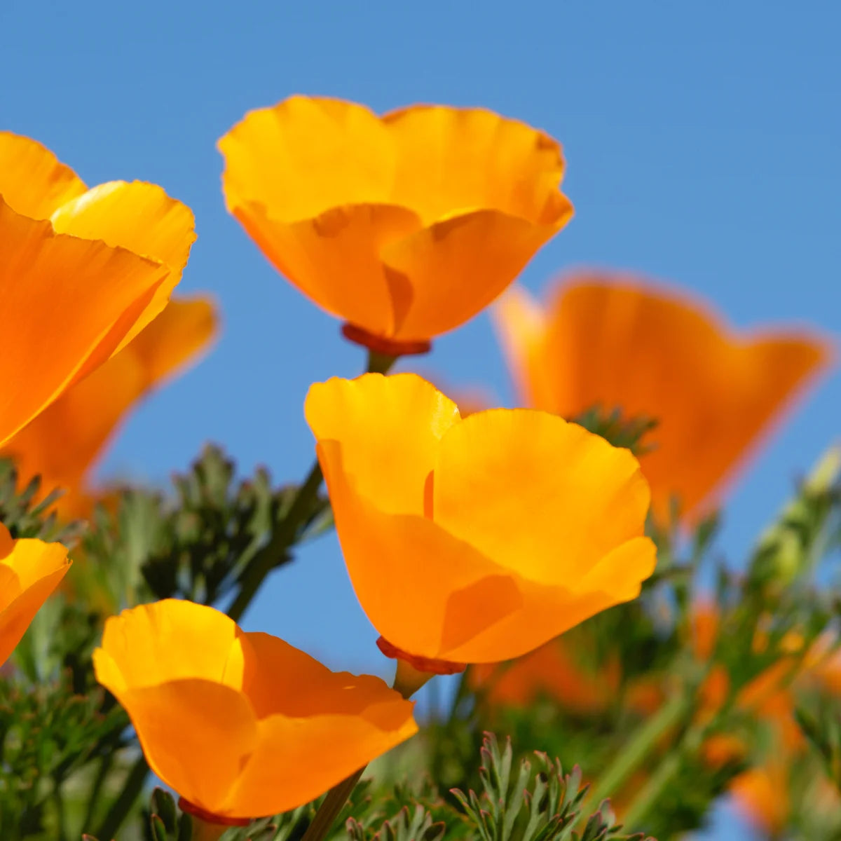 Cali Flower seeds for Planting - Wildflower Mix, Heirloom & GMO Free Seeds for Home Garden