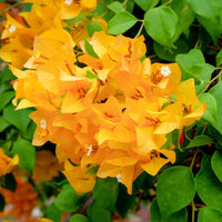 Dark Yellow Bougainvillea Flower Seeds for Planting – Drought Tolerant Heirloom & NonGMO Seeds for Home Garden
 
 Sale