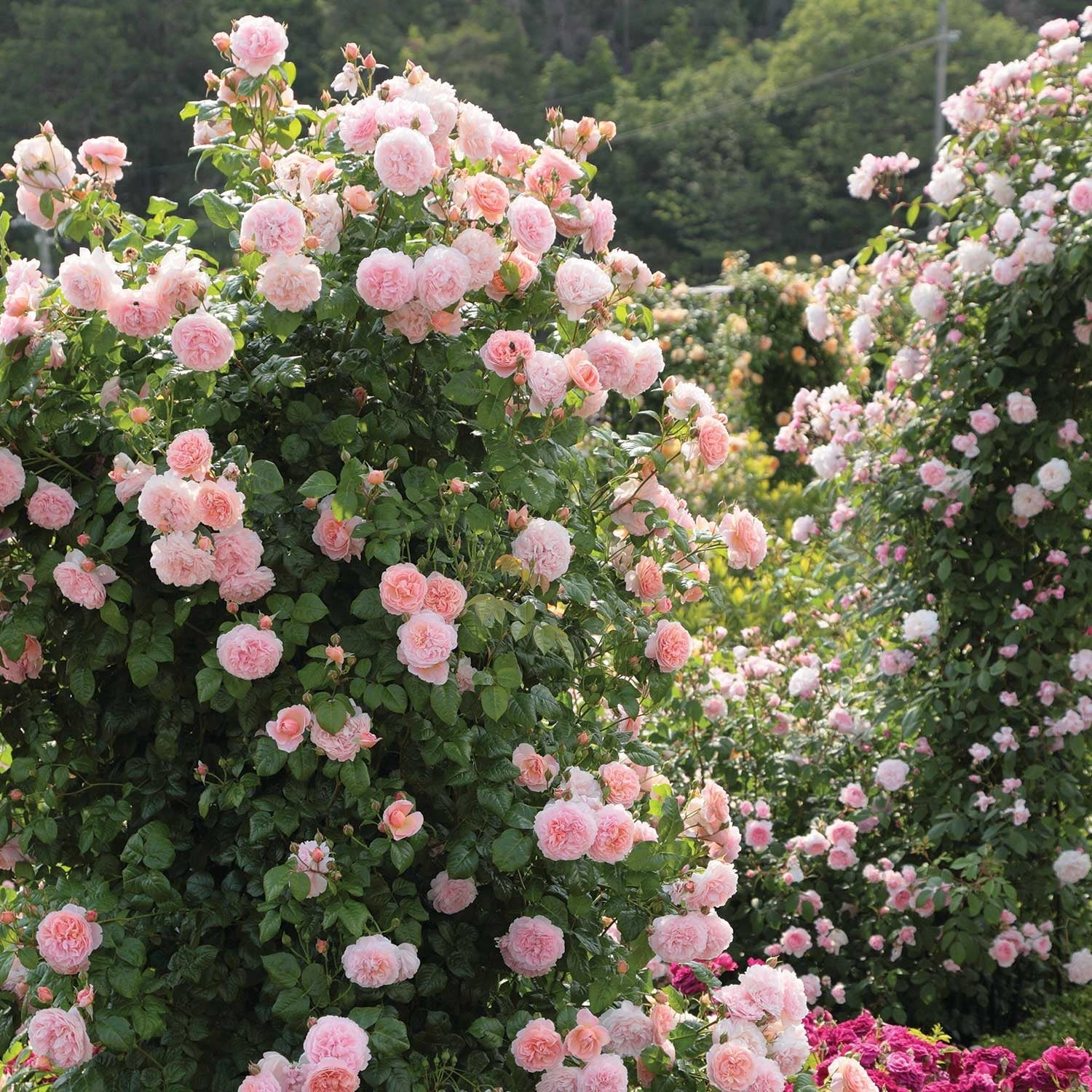Pink Climbing Roses Flower seeds for Planting - Easy to Grow, Heirloom & GMO Free Seeds for Home Garden