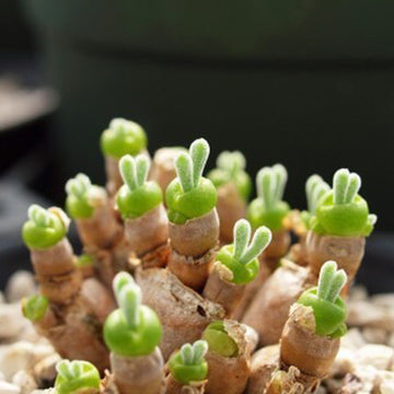 Dicrocaulon Ramulosum Flower seeds for Planting Cut Flower Favorite Heirloom & GMO Free Seeds for Home Garden