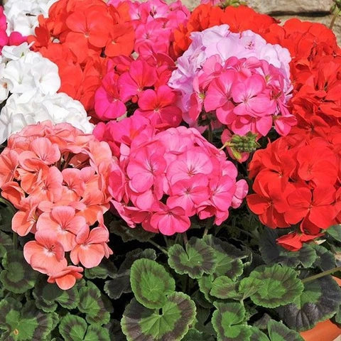 Mixed Color Pelargonium Flower Seeds for Planting Colorful Display Heirloom & GMO Free Seeds for Home Garden
 
 Sale