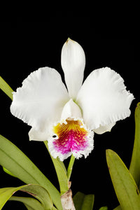 Cattleya Hybrida Flower seeds for Planting - Low Maintenance, Heirloom & GMO Free Seeds for Home Garden