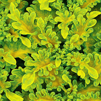 Green Yellow Dragon Coleus for Garden Perfect for Borders Heirloom & GMO Free Seeds for Home Garden
 
 Sale