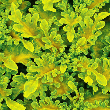 Green Yellow Dragon Coleus for Garden Perfect for Borders Heirloom & GMO Free Seeds for Home Garden
 
 Sale