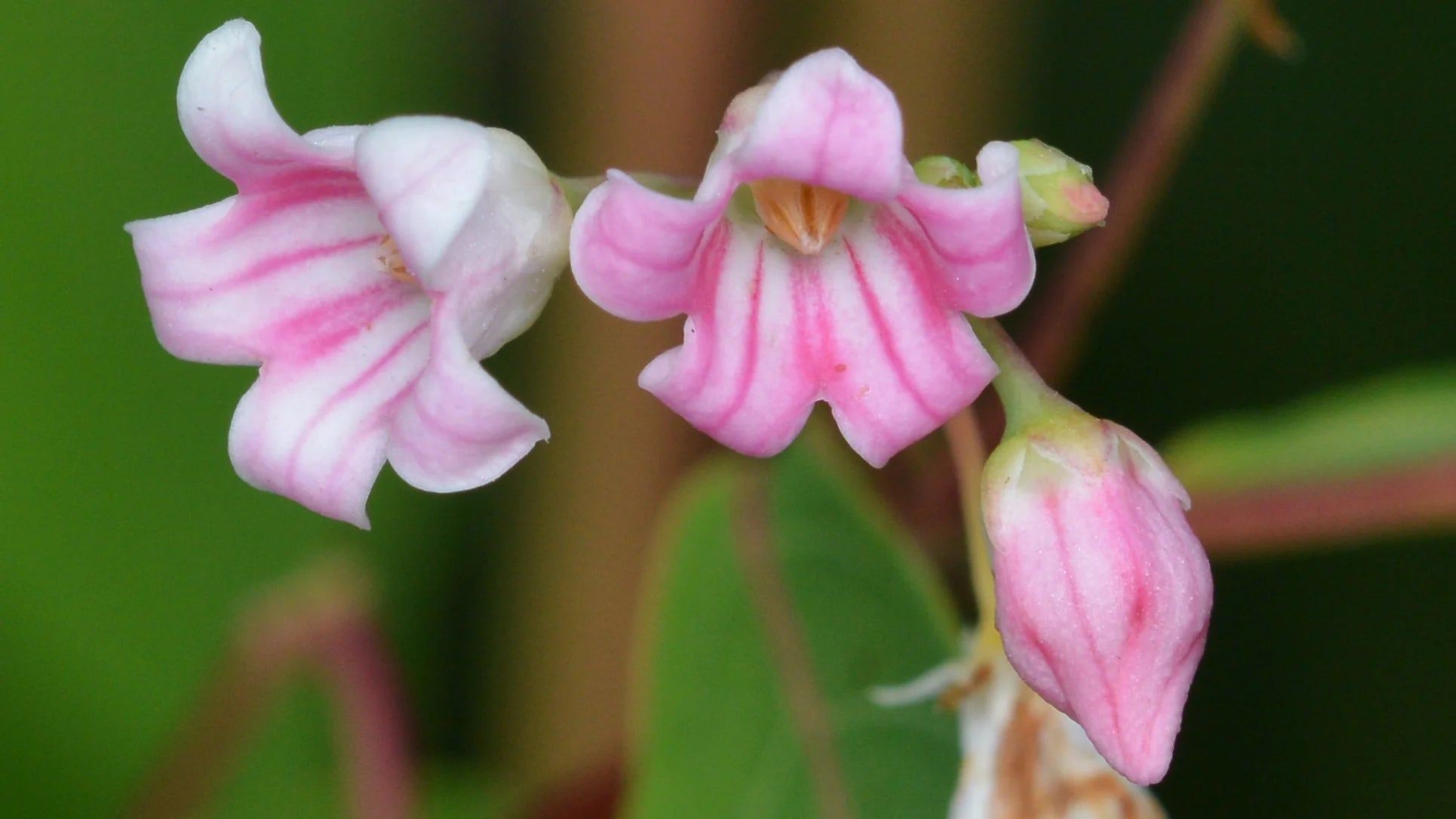 Dogbane Flower seeds for Planting, Pollinator Friendly Heirloom & GMO Free Seeds for Home Garden