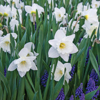 White Daffodil Flower Seeds Flower seeds for Planting Compact Growth Heirloom & GMO Free Seeds for Home Garden