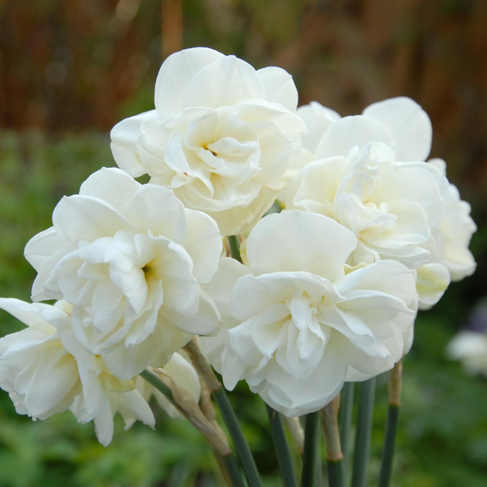 White Daffodils Flower seeds for Planting - Colorful Display, Heirloom & GMO Free Seeds for Home Garden