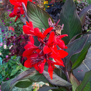 Canna Flower seeds for Planting Long Bloom Season Heirloom & GMO Free Seeds for Home Garden