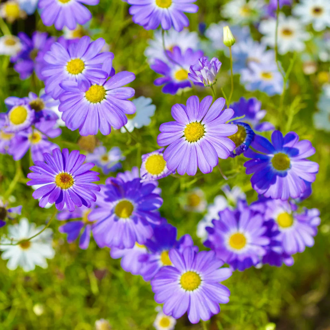 Purple Iberidifolia Flower seeds for Planting - Vibrant Colors, Heirloom & GMO Free Seeds for Home Garden