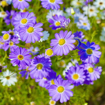 Purple Iberidifolia Flower seeds for Planting - Vibrant Colors, Heirloom & GMO Free Seeds for Home Garden