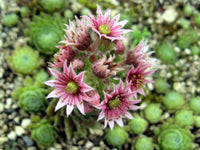Sempervivum Flower Seeds for Planting  Seed for Hardy Succulent Growth