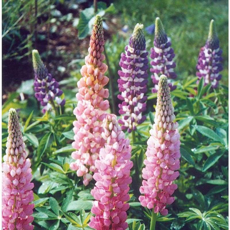 Light Pink Lupine Flower seeds for Planting - Drought Tolerant, Heirloom & GMO Free Seeds for Home Garden