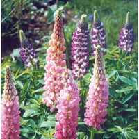 Light Pink Lupine Flower seeds for Planting - Drought Tolerant, Heirloom & GMO Free Seeds for Home Garden