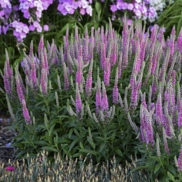 Veronica Flower seeds for Planting Sun Loving Heirloom & GMO Free Seeds for Home Garden