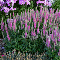 Veronica Flower seeds for Planting Sun Loving Heirloom & GMO Free Seeds for Home Garden