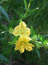 Sinicuichi Flower seeds for Planting - Hardy Variety, Heirloom & GMO Free Seeds for Home Garden