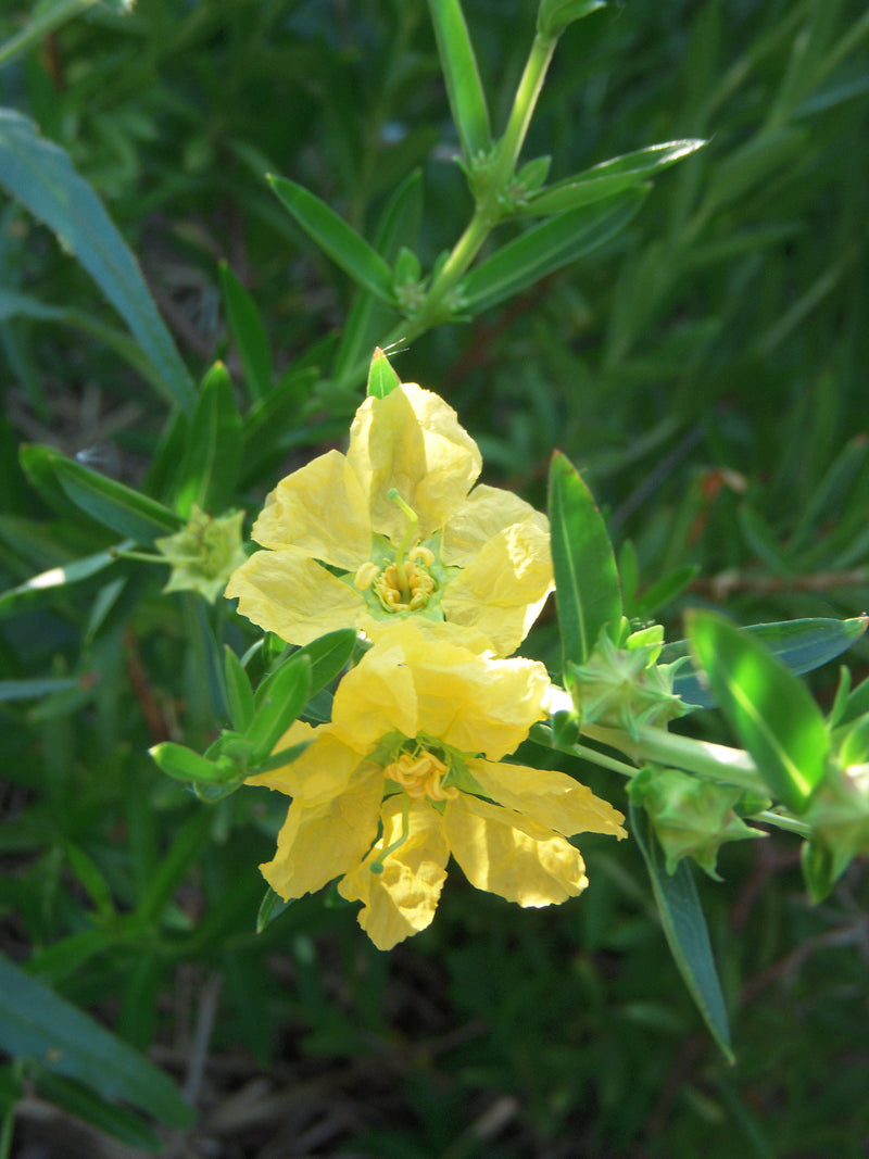 Sinicuichi Flower seeds for Planting - Hardy Variety, Heirloom & GMO Free Seeds for Home Garden
