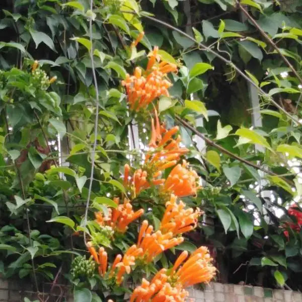 Yellow Pyrostegia Venusta Seeds Flower seeds for Planting Perfect for Borders Heirloom & GMO Free Seeds for Home Garden