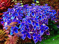 Bonsai Semi di Begonia Cortile Balcone Coleus Semi di Fiori