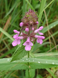 Purple Marsh Woundwort Flower seeds for Planting Seasonal Bloomer Heirloom & GMO Free Seeds for Home Garden
 
 Sale
