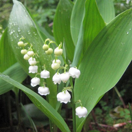 White Coral Bells Flower Seeds Planting
