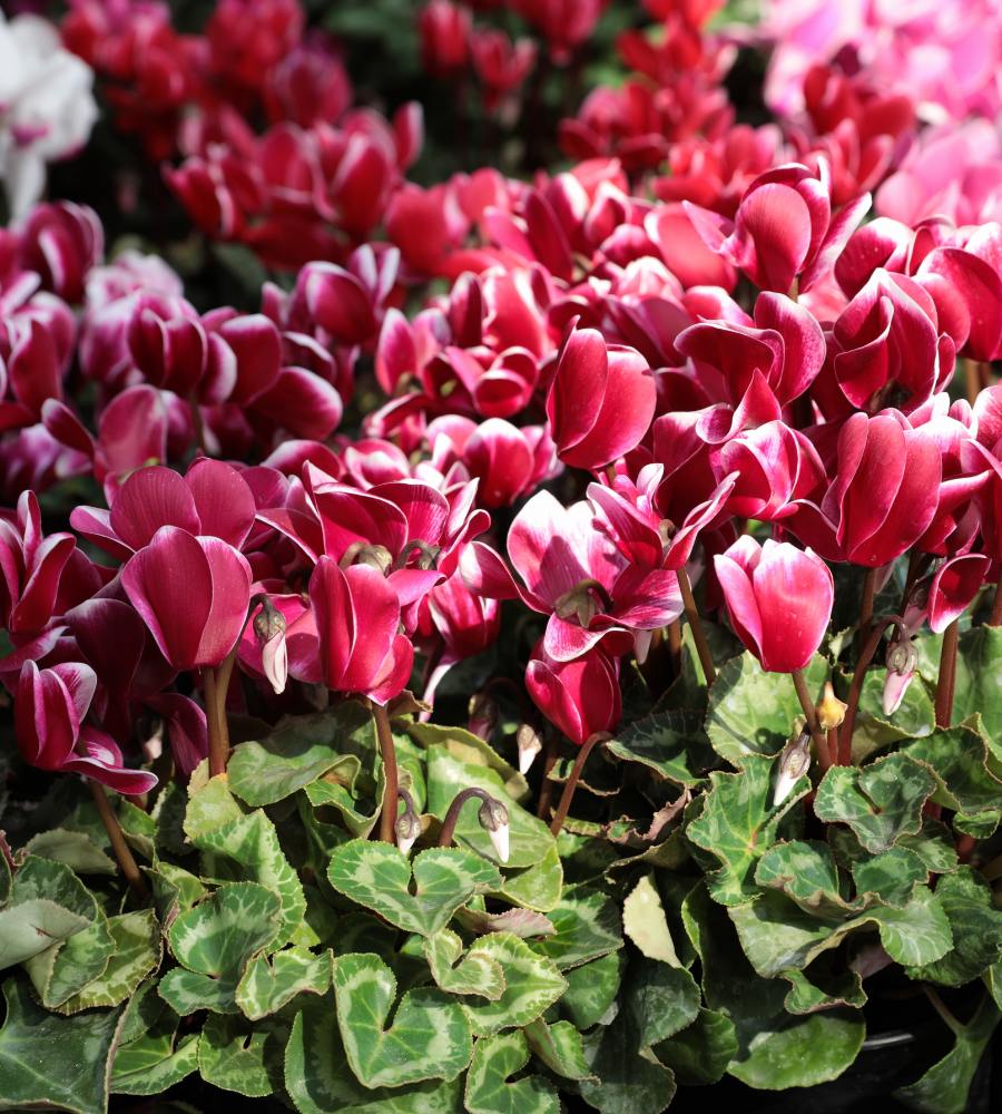 Burgundy Cyclamen Flower seeds for Planting Fragrant Blossoms Heirloom & GMO Free Seeds for Home Garden 
 
 Sale