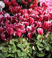 Burgundy Cyclamen Flower seeds for Planting Fragrant Blossoms Heirloom & GMO Free Seeds for Home Garden 
 
 Sale