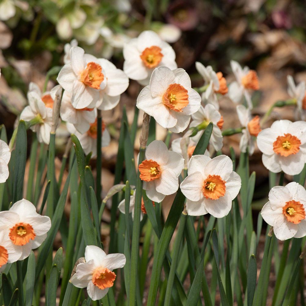 Narcissus Flower Seeds for Planting - White Pink Varieties for Stunning Gardens