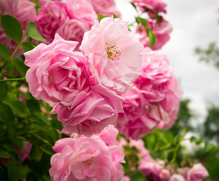 Rose Rosa Flower seeds for Planting Bright Blooms Heirloom & GMO Free Seeds for Home Garden