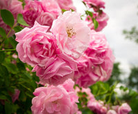 Rose Rosa Flower seeds for Planting Bright Blooms Heirloom & GMO Free Seeds for Home Garden