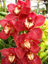 Cymbidium Flower seeds for Planting Hardy Variety Heirloom & GMO Free Seeds for Home Garden