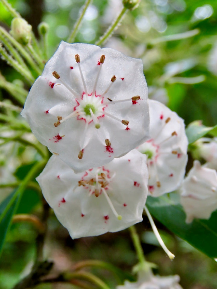 Laurel Bush Flower seeds for Planting Long Bloom Season Heirloom & GMO Free Seeds for Home Garden 
 
 Sale
