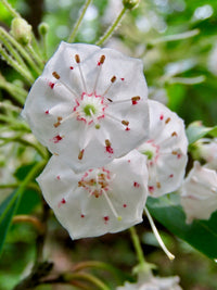 Laurel Bush Flower seeds for Planting Long Bloom Season Heirloom & GMO Free Seeds for Home Garden 
 
 Sale