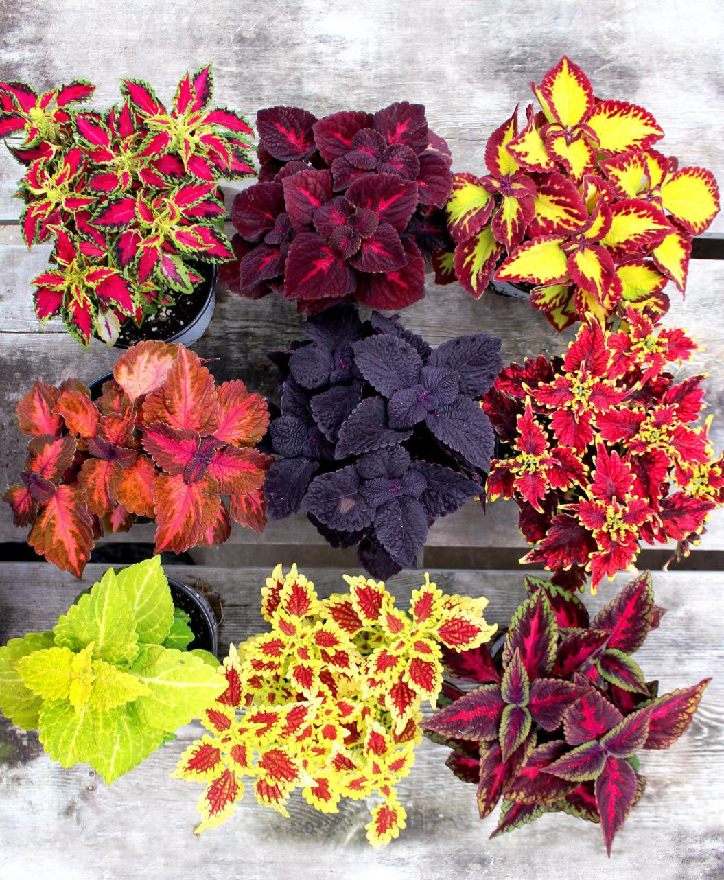 Coleus Flower seeds for Planting, Seasonal Bloomer Heirloom & GMO Free Seeds for Home Garden   Sale