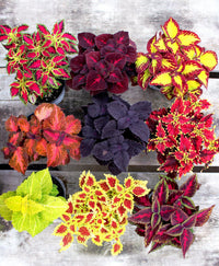 Coleus Flower seeds for Planting, Seasonal Bloomer Heirloom & GMO Free Seeds for Home Garden   Sale