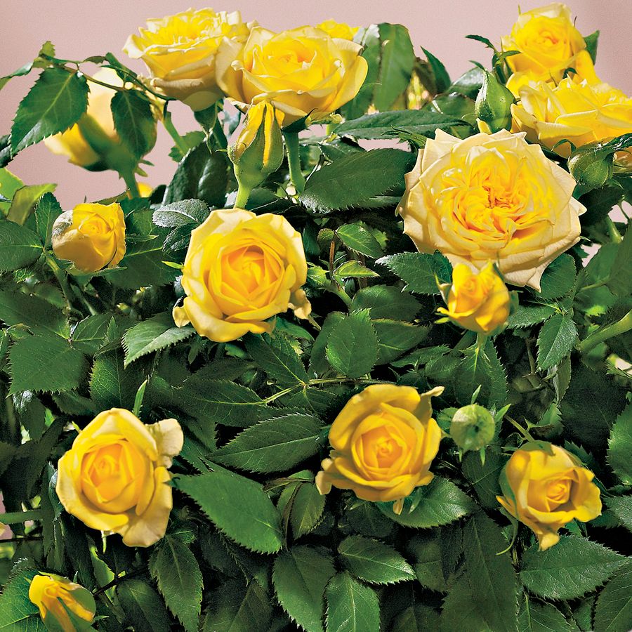 Yellow Sunblaze Miniature Rose for Planting NonGMO Heirloom Garden Seeds Long Bloom Season 
 
 Sale