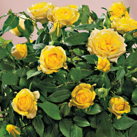 Yellow Sunblaze Miniature Rose for Planting NonGMO Heirloom Garden Seeds Long Bloom Season 
 
 Sale