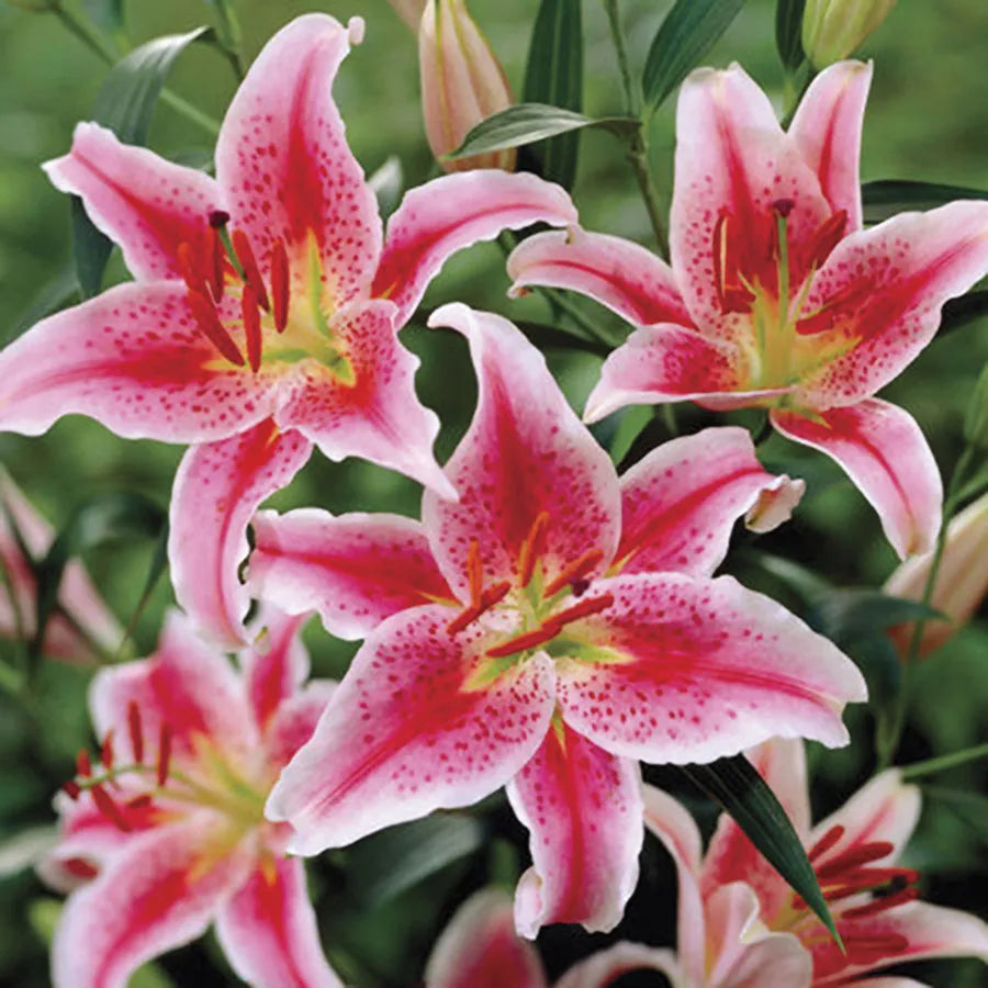 Light Pink Lilium Flower Seeds for Planting Sun Loving Heirloom & GMO Free Seeds for Home Garden
 
 Sale