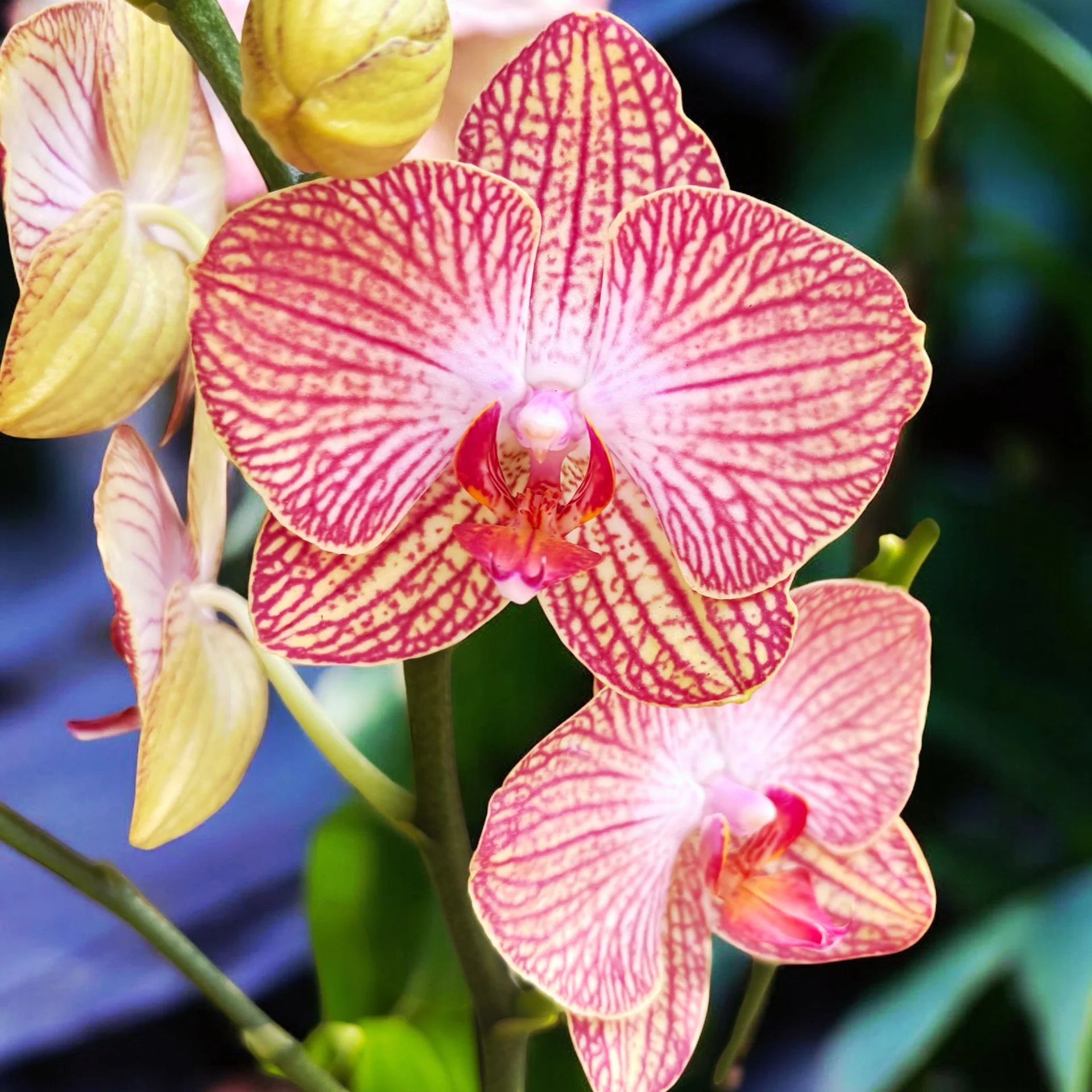 Yellow Red Phalaenopsis Orchid Flower seeds for Planting - Sun Loving, Heirloom & GMO Free Seeds for Home Garden