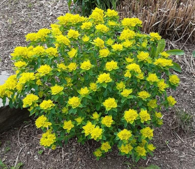 Yellow Euphorbia Polychroma Planting Seeds