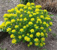 Yellow Euphorbia Polychroma Planting Seeds