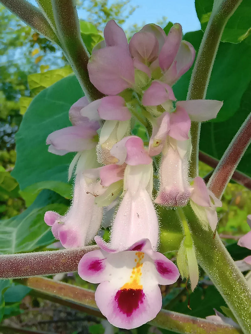 Pink Martynia Flower seeds for Planting - Shade Tolerant, Heirloom & GMO Free Seeds for Home Garden