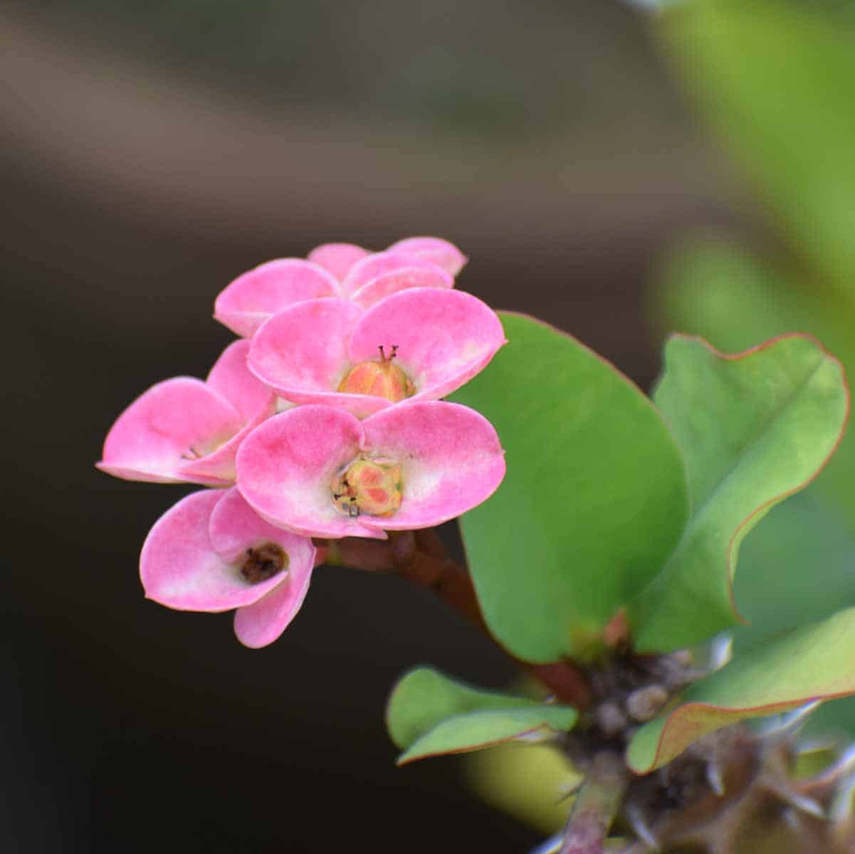 Pink Euphorbia Flower seeds for Planting - Compact Growth, Heirloom & GMO Free Seeds for Home Garden