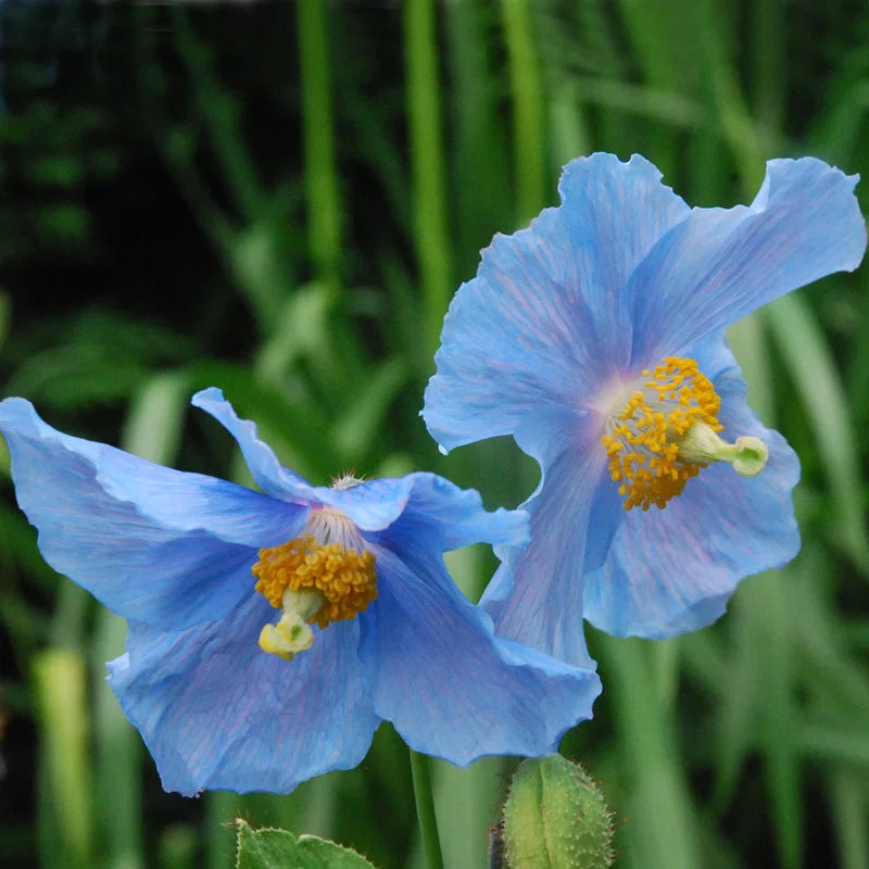 Meconopsis Flower seeds for Planting - Vibrant Colors, Heirloom & GMO Free Seeds for Home Garden