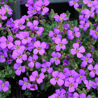 Blaukissen Flower seeds for Planting - Long Bloom Season, Heirloom & GMO Free Seeds for Home Garden