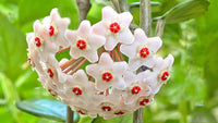 Pink White Hoya Carnosa Flower Seeds for Planting Bright Blooms Heirloom & GMO Free Seeds for Home Garden
 
 Sale