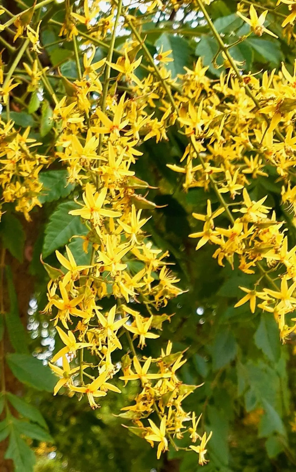 Koelreuteria Tree Flower seeds for Planting Wildflower Mix Heirloom & GMO Free Seeds for Home Garden