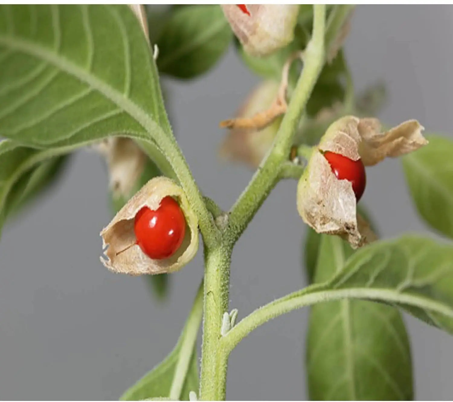 Green Ashwagandha Flower seeds for Planting - Wildflower Mix, Heirloom & GMO Free Seeds for Home Garden